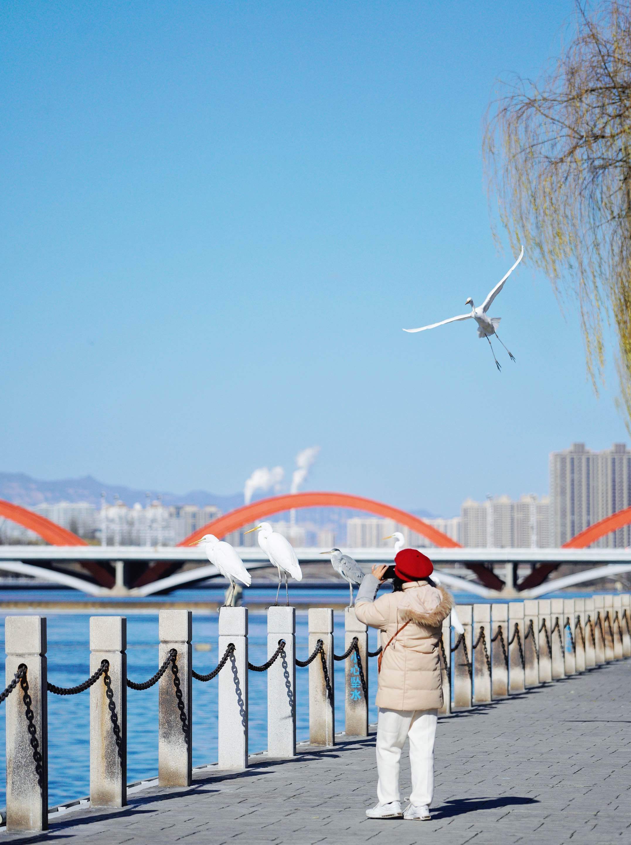 2023年冬，太原汾河巨龍碼頭，市民在拍攝白鷺。石晶 攝