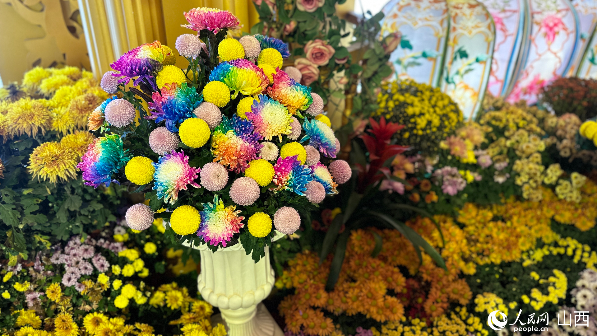 七彩炫菊。人民網(wǎng)記者 董童攝